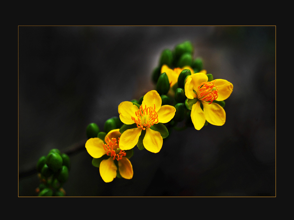 Bộ thuế tập luyện hình nền hoa đẹp nhất xuân 2023, xuân Quý Mão - Hình Hình ảnh Đẹp HD