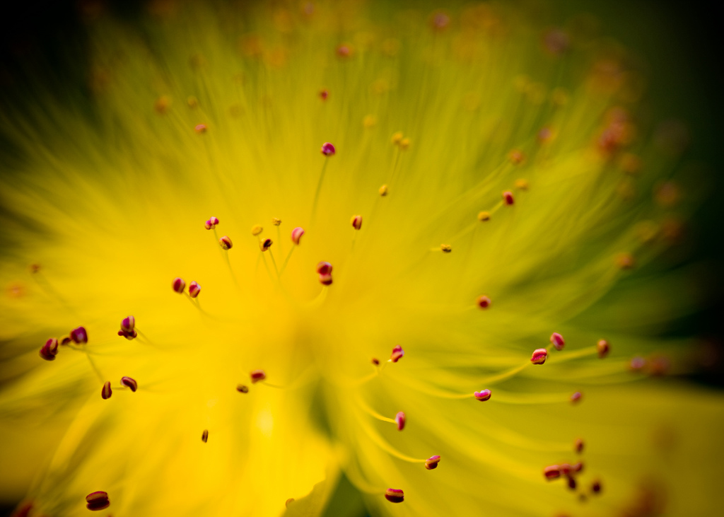 Bộ sưu tập hình nền hoa đẹp xuân 2023, xuân Quý Mão - Hình Ảnh Đẹp HD