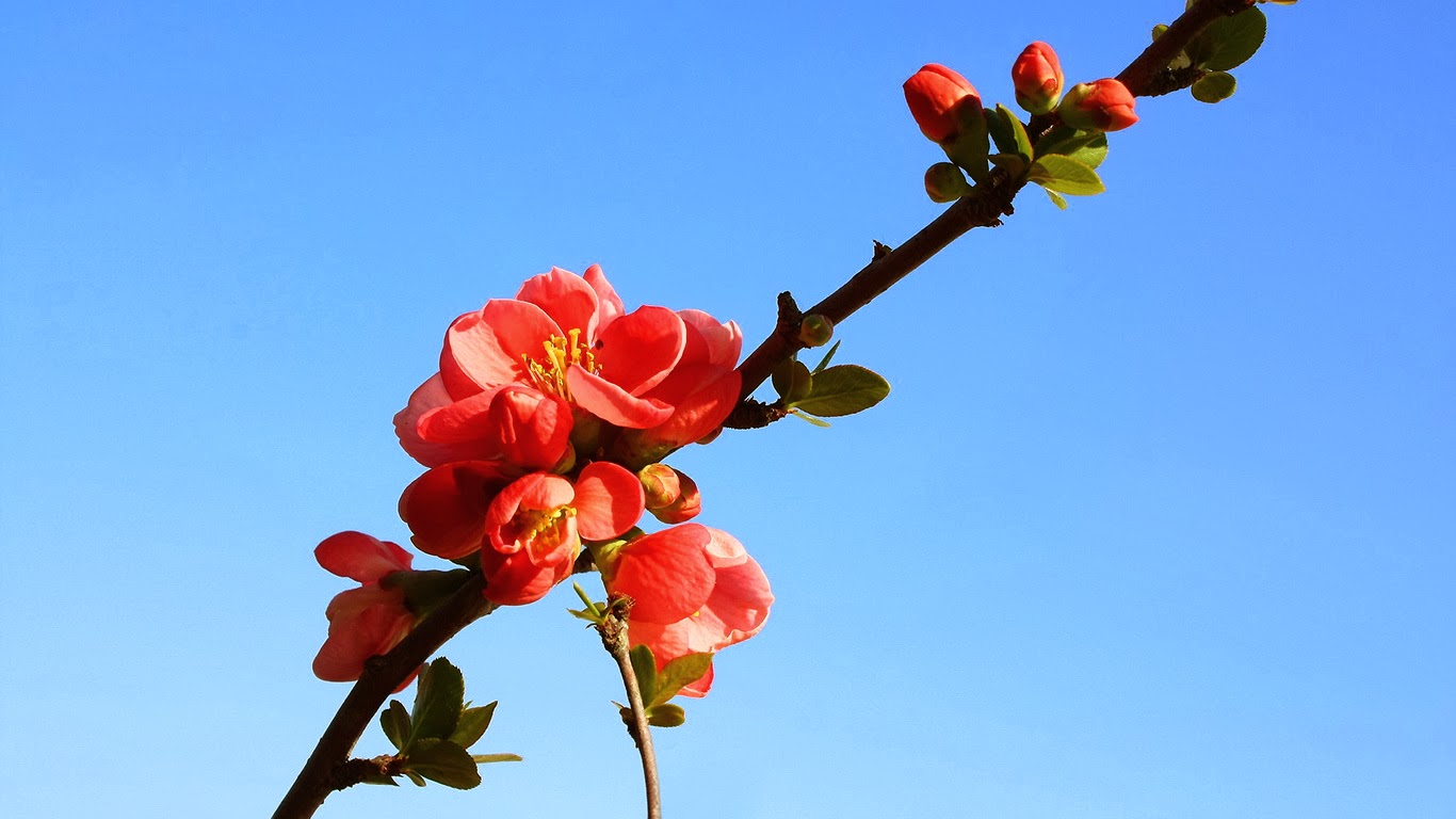 Bộ thuế tập luyện hình nền hoa đẹp nhất xuân 2023, xuân Quý Mão - Hình Hình ảnh Đẹp HD