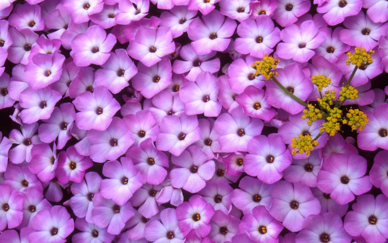 19 Hình ảnh hoa màu tím đẹp làm hình nền đẹp