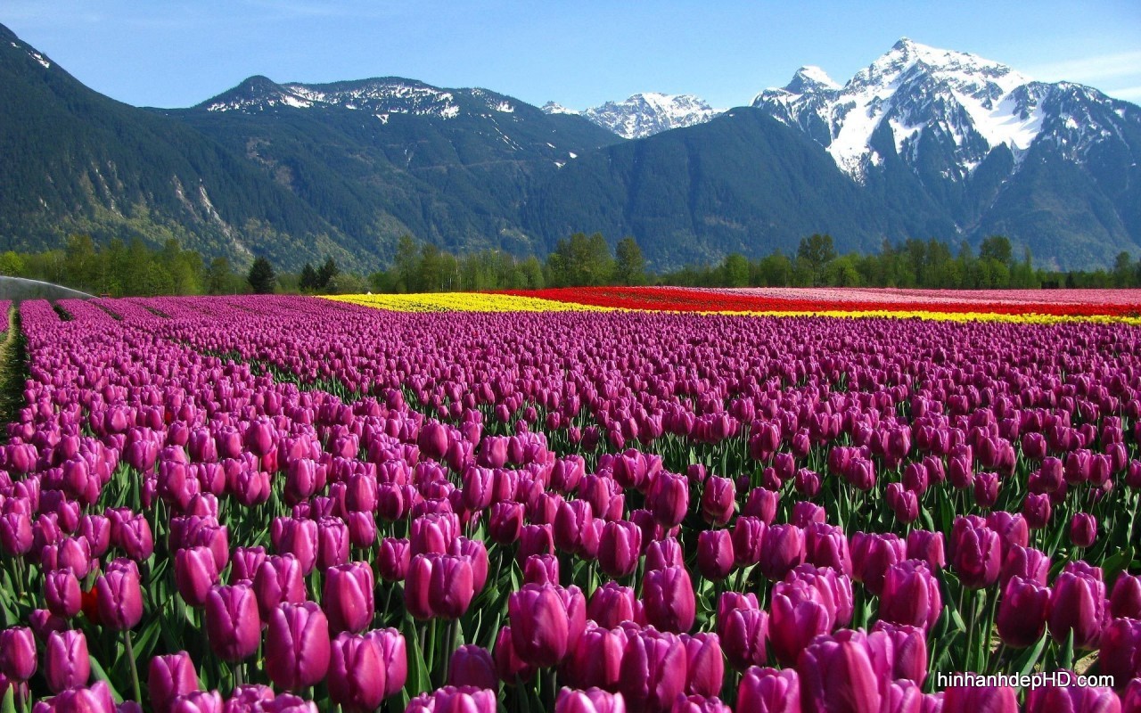 Hình nền Hoa Tulip đẹp với những cánh đồng đầy màu sắc - Hình Ảnh ...
