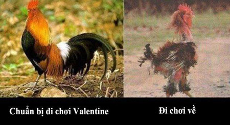 anh-che-ngay-valentine-hai-huoc-nhat