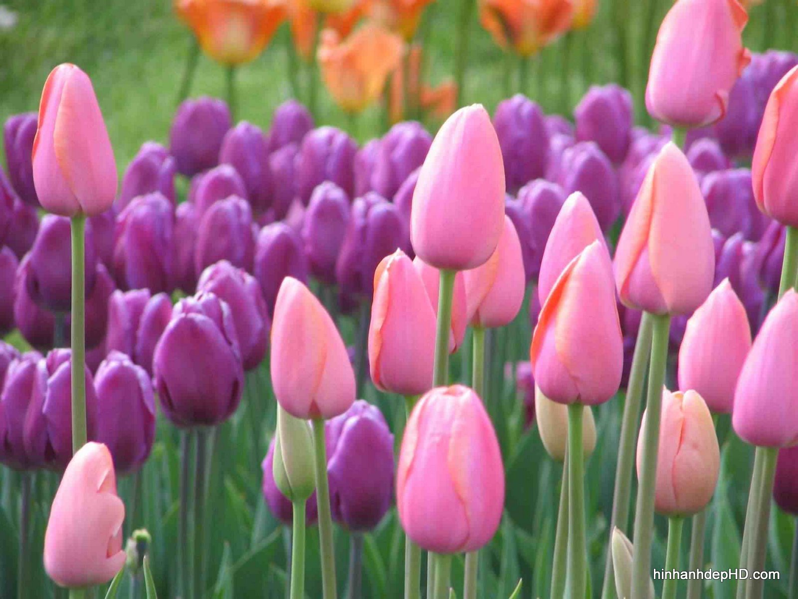 hoa-tulip-đẹp nhất-3823-14-