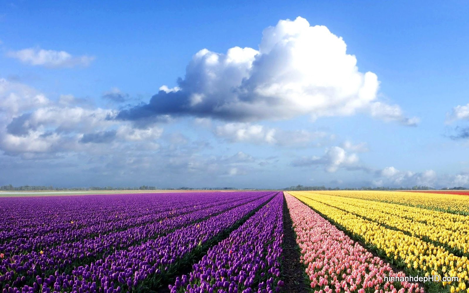 Hình nền Hoa Tulip rất đẹp với những cánh đồng chan chứa sắc tố - Hình Hình ảnh ...