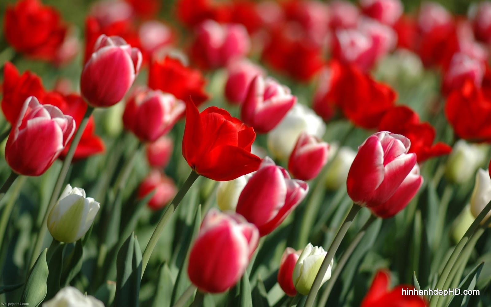 hoa tulip 3