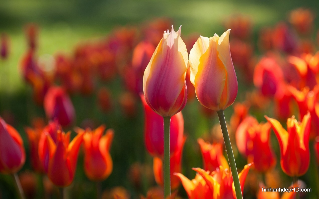hoa-tulip-8