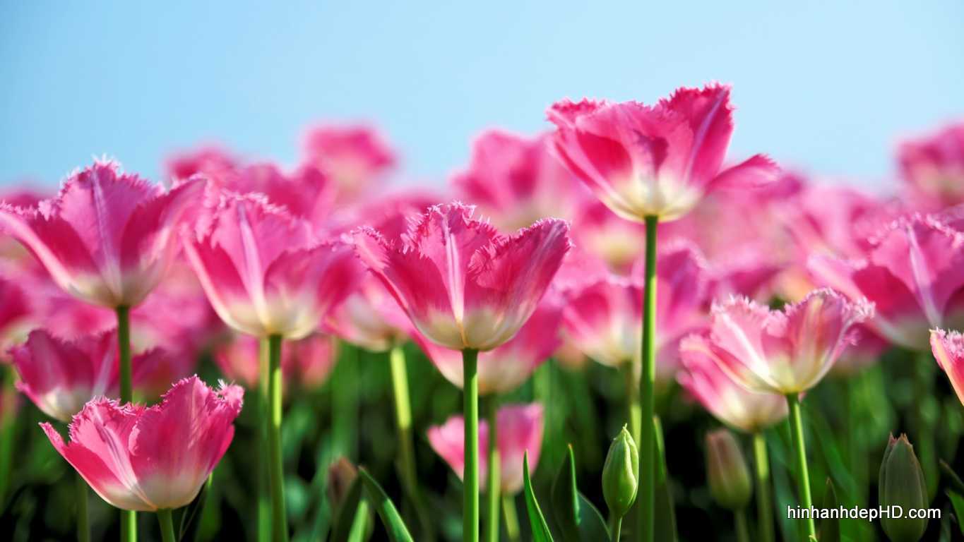 Hình nền Hoa Tulip rất đẹp với những cánh đồng chan chứa sắc tố - Hình Hình ảnh ...