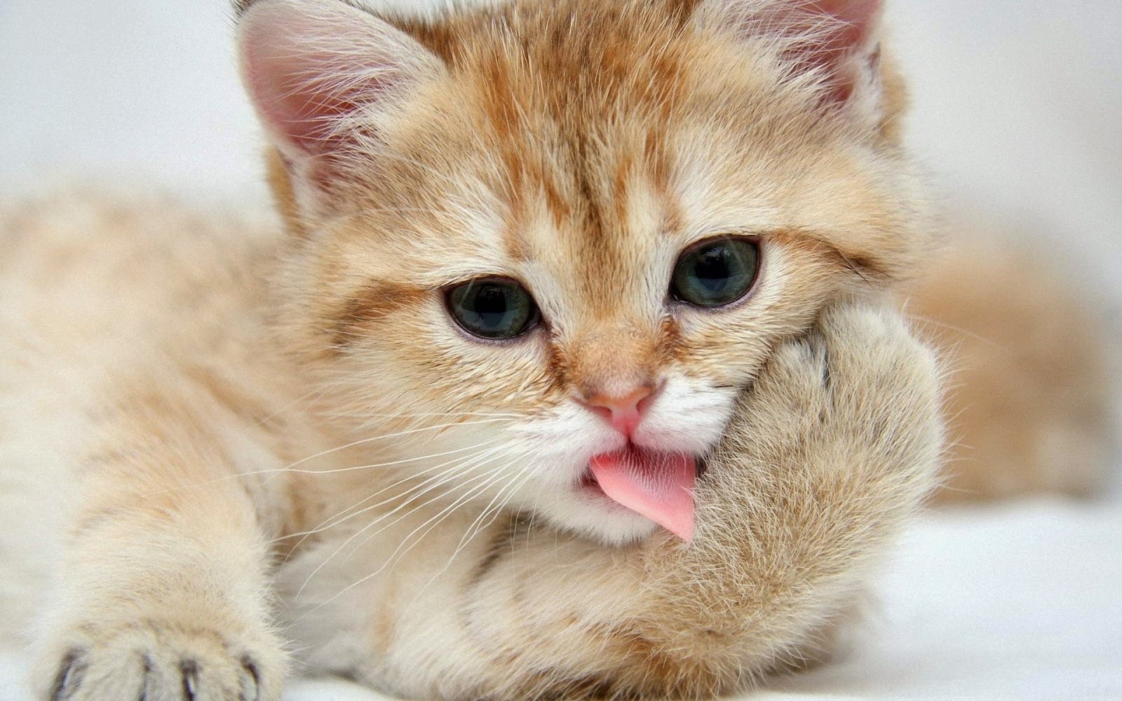 Mèo con cái đẹp nhất với những hình nền mèo con cái xinh tươi - Hình Hình ảnh Đẹp HD
