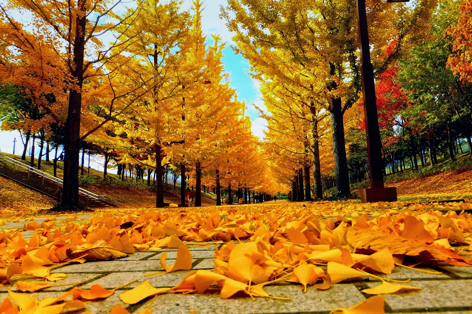 16 hình nền mùa thu cực đẹp và lãng mạng - Hình Ảnh Đẹp HD