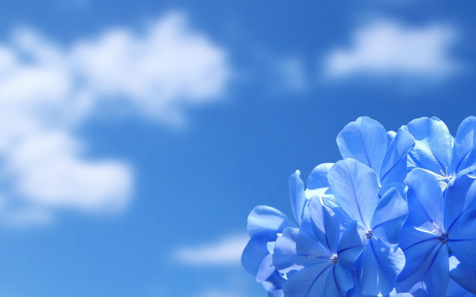 Hình nền hoa đẹp mắt Flower wallpaper HD mang đến PC - Hình Hình ảnh Đẹp HD