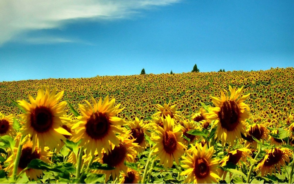 17 ảnh thiên nhiên đẹp của mùa hè kỳ diệu summer wallpaper - Hình Ảnh Đẹp HD
