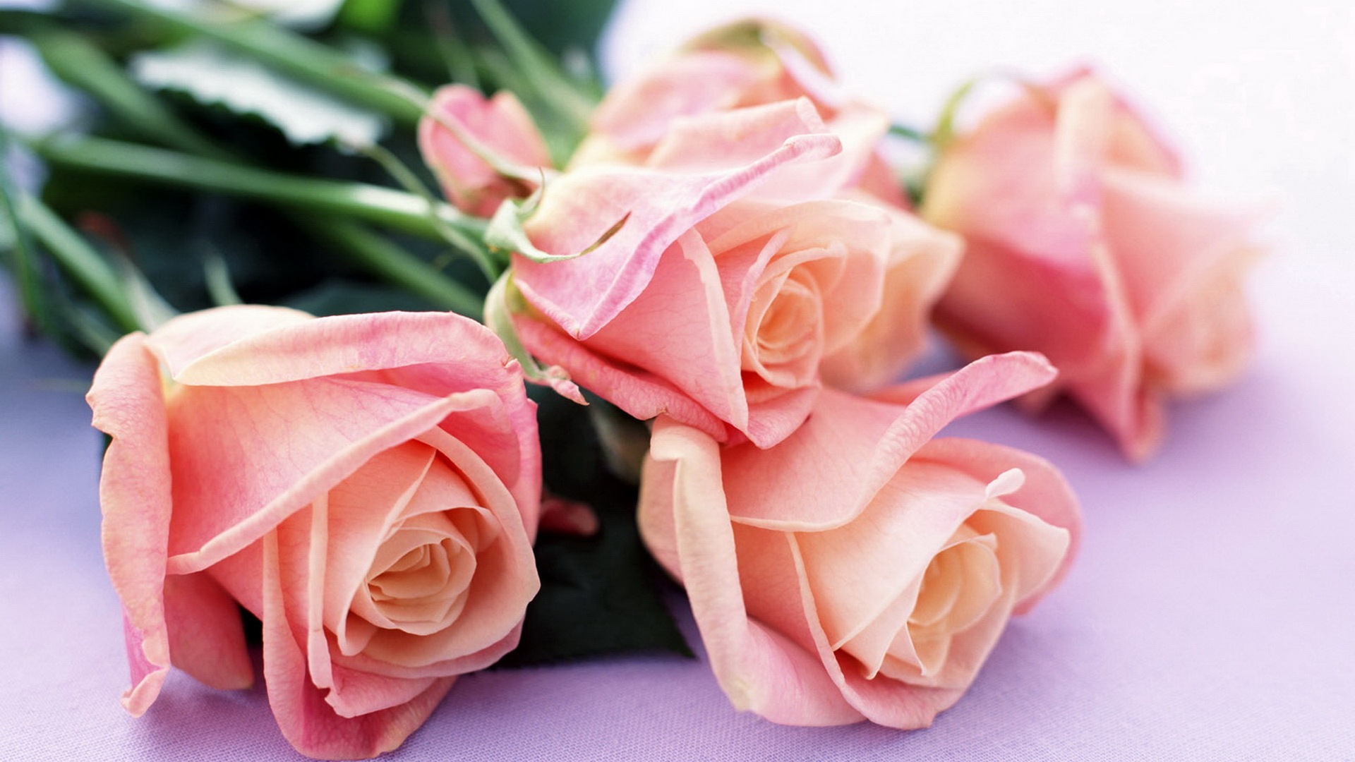 Hoa hồng đã từ lâu trở thành biểu tượng cho sự tình yêu và sự lãng mạn. Hãy cùng chiêm ngưỡng bộ sưu tập hoa hồng đẹp và phong phú, chắc chắn sẽ khiến bạn yêu thích từ cái nhìn đầu tiên. Hình ảnh này đầy nghệ thuật sẽ chắc chắn khiến bạn không thể bỏ lỡ.