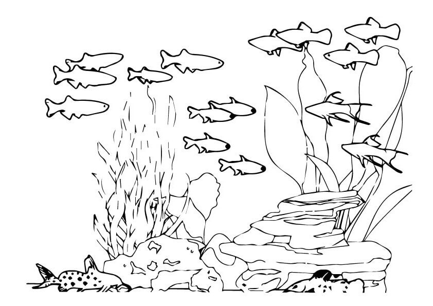 Mua Sách Tô Màu  Tập Viết Các Con Vật Dưới Biển  Tiki