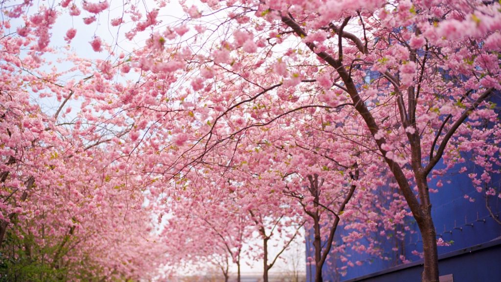 Hình ảnh mùa xuân ngày tết 2023 tuyệt đẹp - Hình Ảnh Đẹp HD