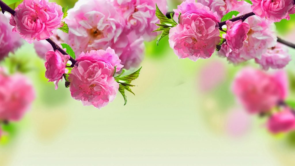 Hình ảnh hoa đào ngày Tết rực rỡ nhất cho Xuân 2022  thptlamnghiepeduvn