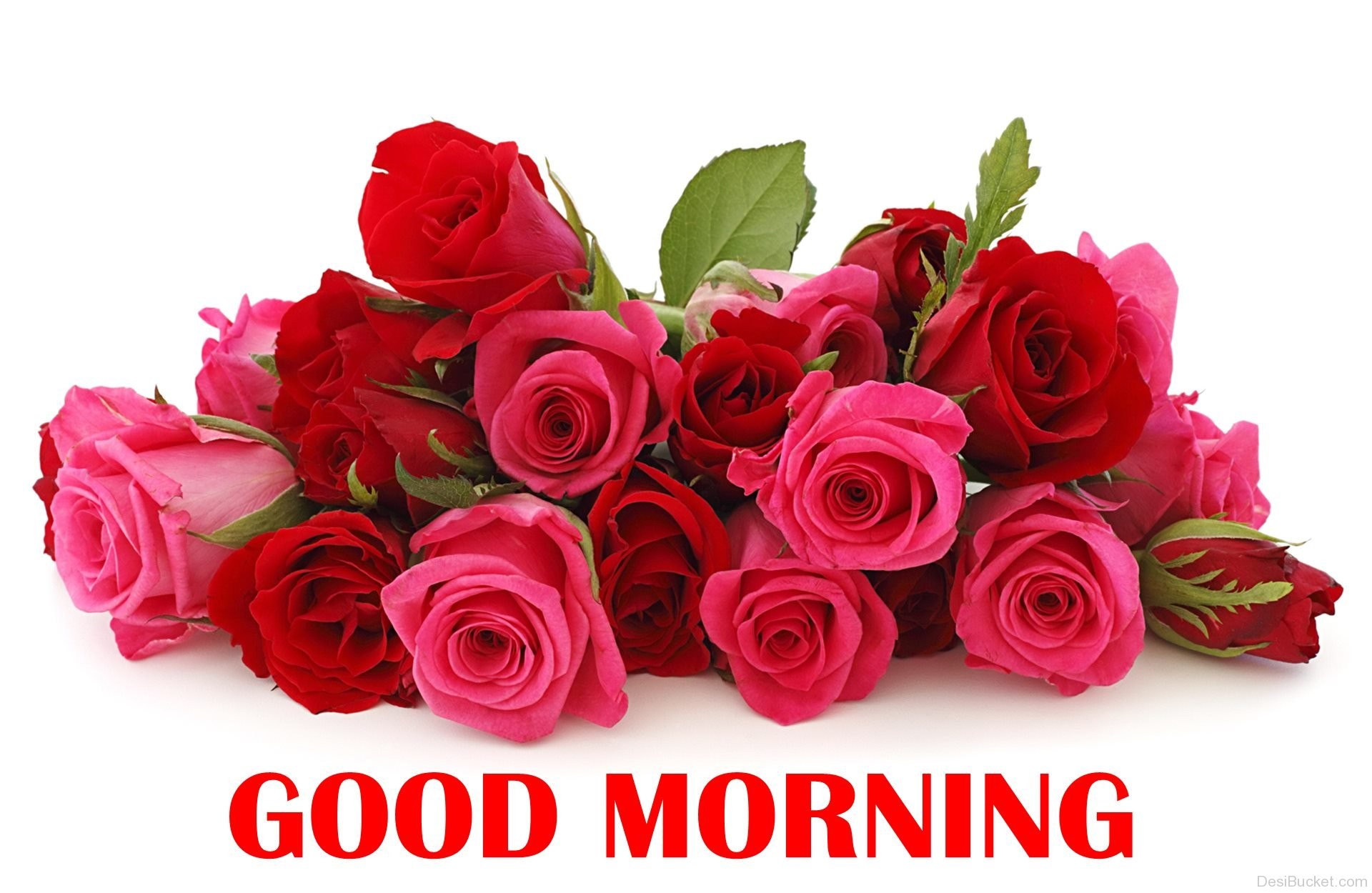 Những đóa hoa hồng đỏ rực rỡ trên nền trắng tinh khôi chắc chắn sẽ giúp bạn bắt đầu ngày mới rực rỡ và tràn đầy yêu thương. Hãy cùng đón ngày mới bằng những hình ảnh hoa hồng đầy ý nghĩa.