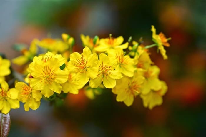 Top hơn 61 về hình ảnh hoa mai đẹp  cdgdbentreeduvn