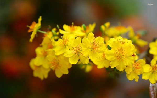 Cập nhật nhiều hơn 109 hình nền hoa mai hay nhất - Tin học Đông Hòa
