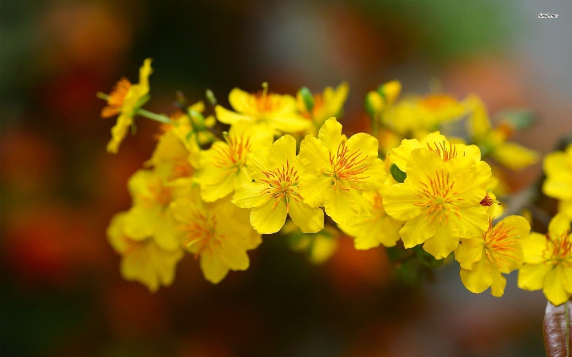 27 ảnh hoa mai tuyệt đẹp đón xuân về