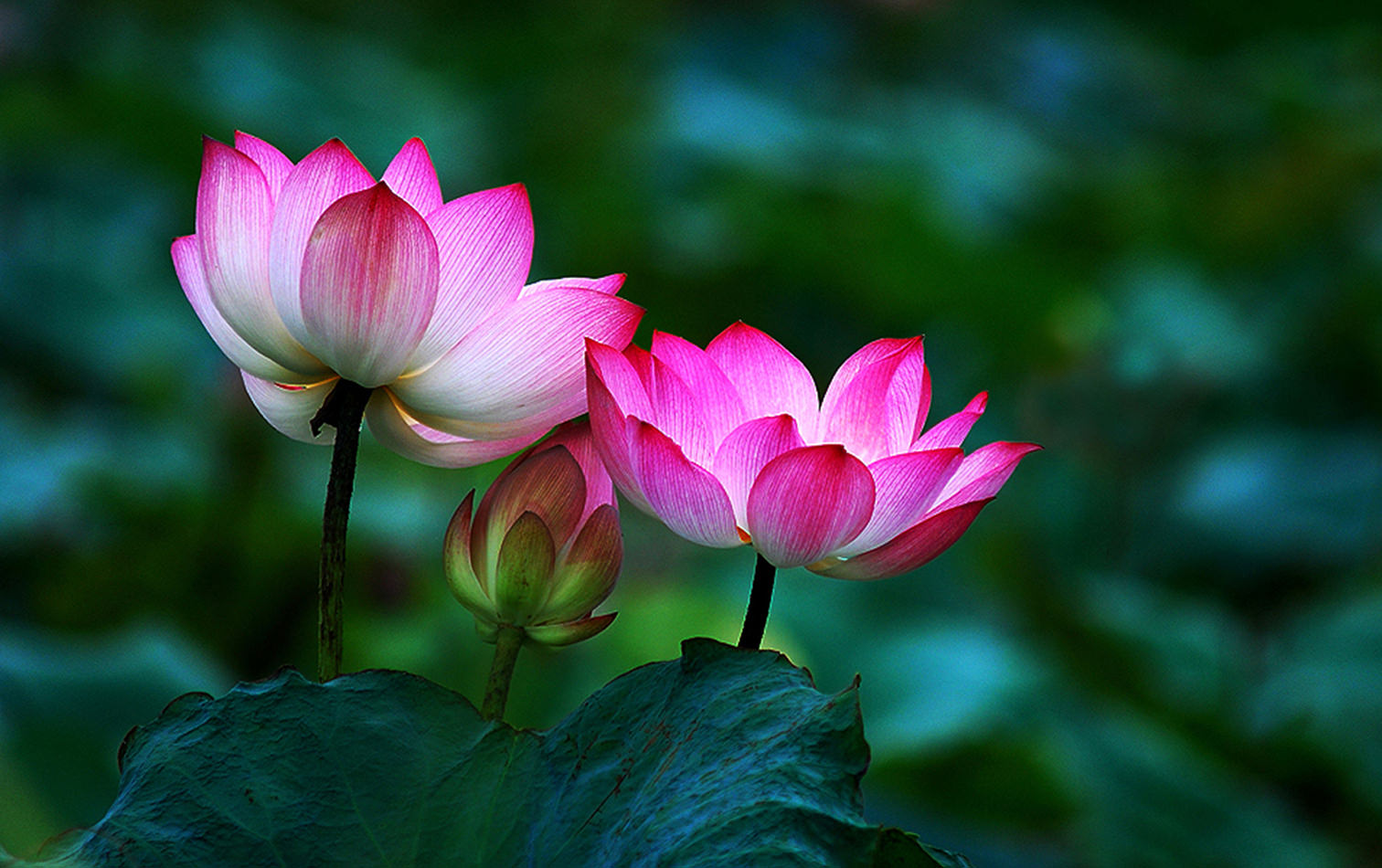 999 Hình nền hoa đẹp ấn tượng  tải ảnh hoa hồng đẹp 3d